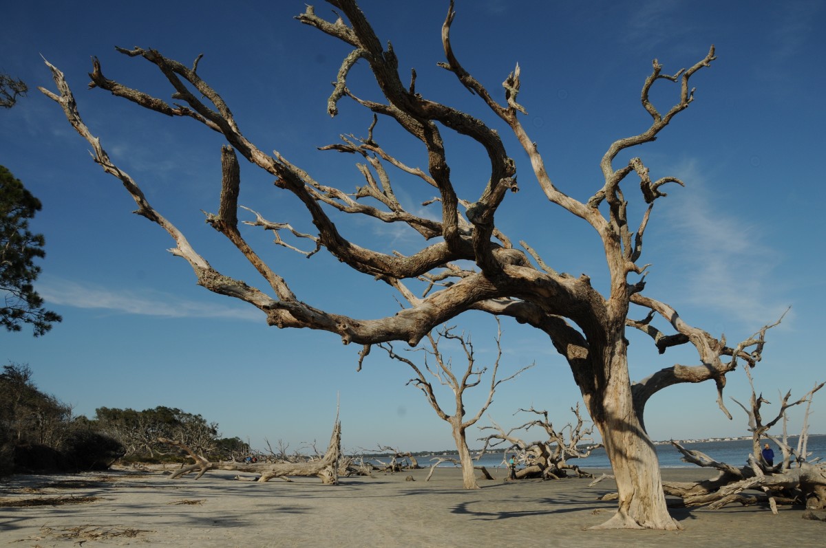 Driftwood Beach: Jekyll Island's Northern Tree Necropolis - Coastal ...